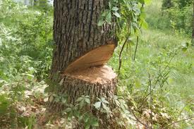 Tree Felling